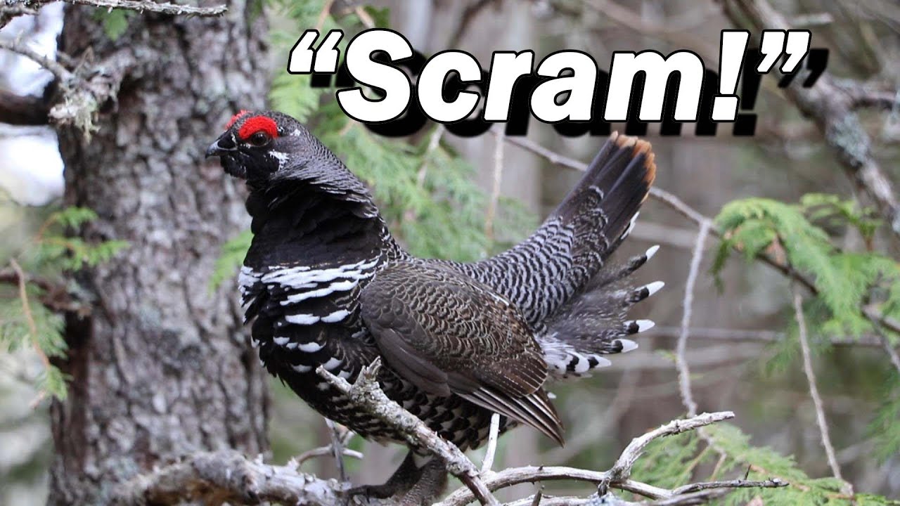 Spruce Grouse